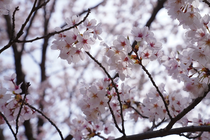 京都_桜情報_2022_26　嵐山公園　No22