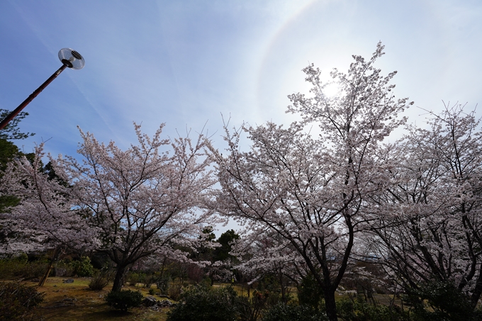 京都_桜情報_2022_26　嵐山公園　No23