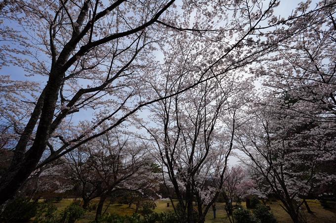 京都_桜情報_2022_26　嵐山公園　No25