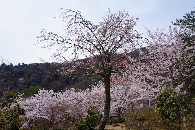 京都_桜情報_2022_26　嵐山公園　No26