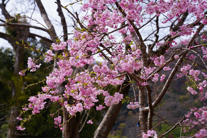 京都_桜情報_2022_26　嵐山公園　No27