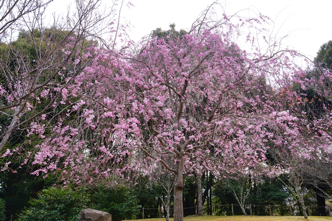 京都_桜情報_2022_26　嵐山公園　No28