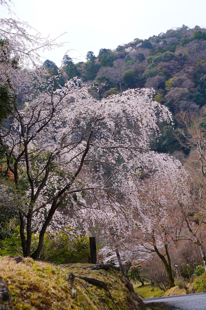 京都_桜情報_2022_26　嵐山公園　No29