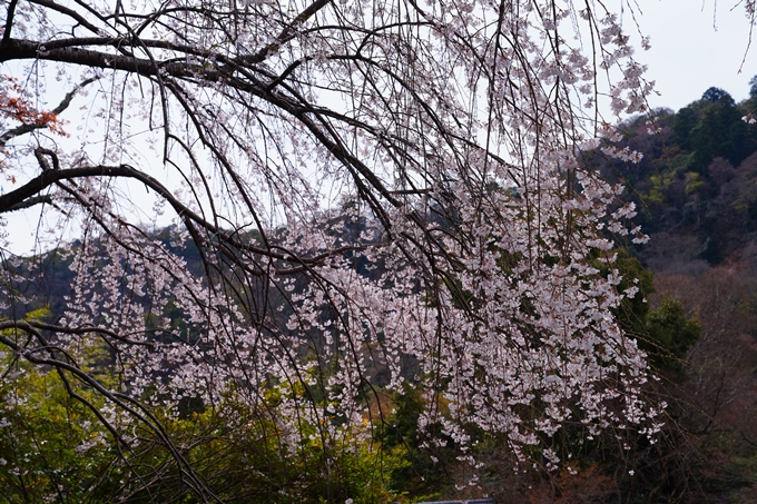 京都_桜情報_2022_26　嵐山公園　No30