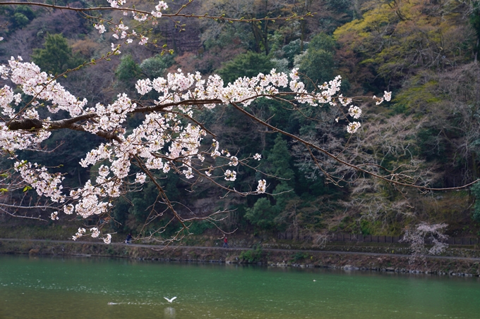 京都_桜情報_2022_26　嵐山公園　No31