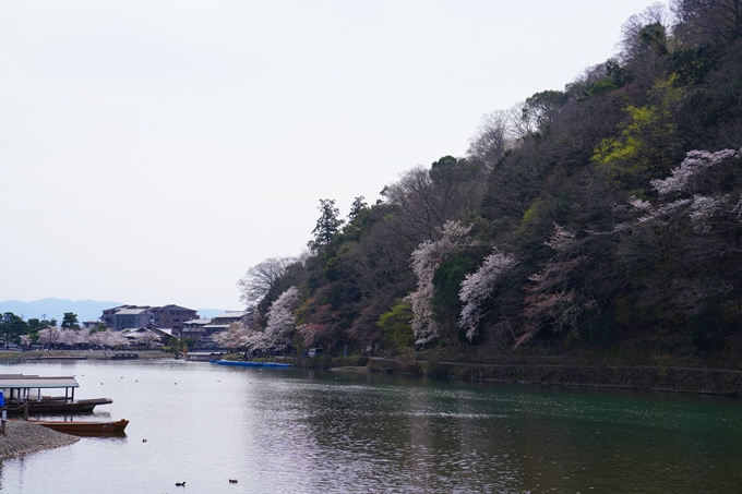 京都_桜情報_2022_26　嵐山公園　No32