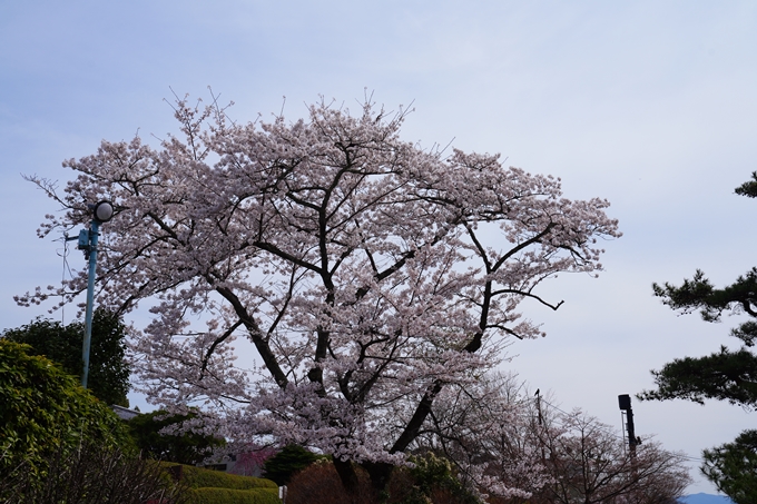 京都_桜情報_2022_26　嵐山公園　No33