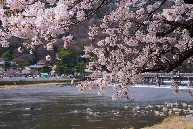 京都_桜情報_2022_26　嵐山公園　No34