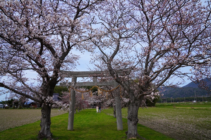 京都_桜情報_2022_27　若宮神社_亀岡市　No9