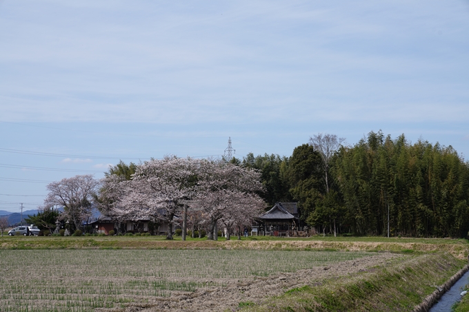 京都_桜情報_2022_27　若宮神社_亀岡市　No2