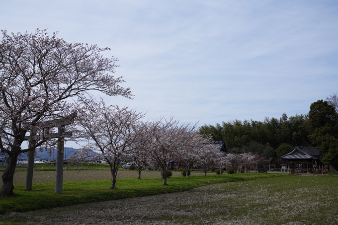 京都_桜情報_2022_27　若宮神社_亀岡市　No12