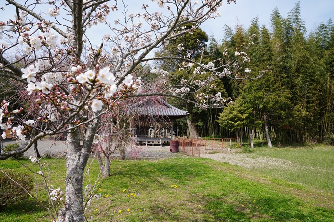 京都_桜情報_2022_27　若宮神社_亀岡市　No10