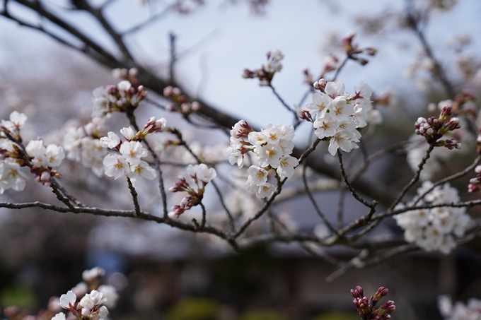 京都_桜情報_2022_27　若宮神社_亀岡市　No11