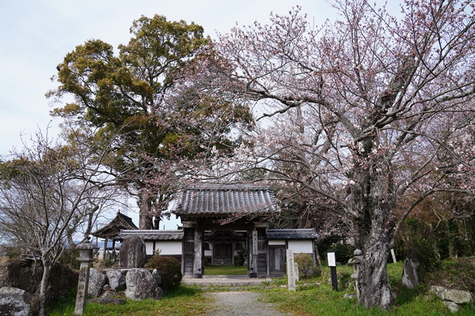 京都_桜情報_2022_28丹波国分寺跡　No3