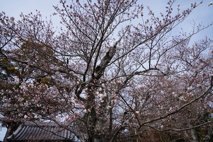 京都_桜情報_2022_28丹波国分寺跡　No5