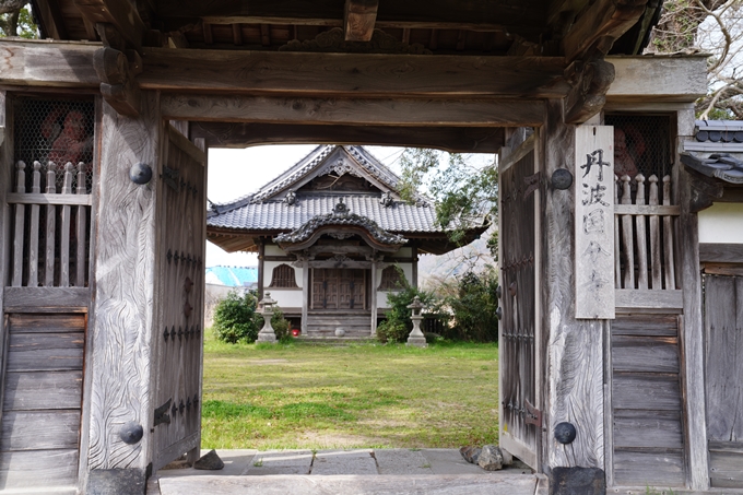 京都_桜情報_2022_28丹波国分寺跡　No4