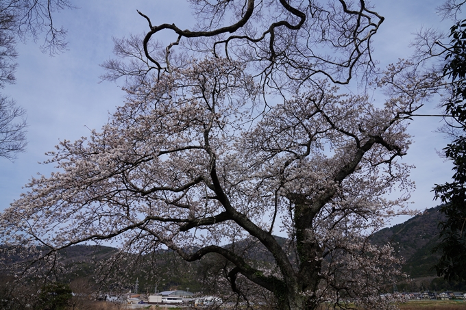 京都_桜情報_2022_28丹波国分寺跡　No6