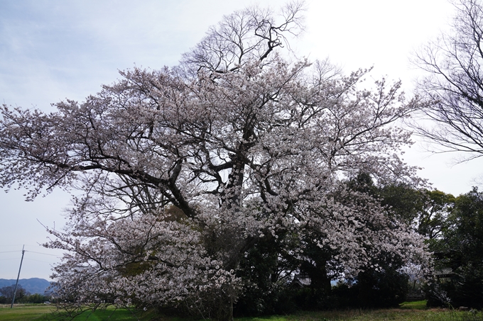 京都_桜情報_2022_28丹波国分寺跡　No8