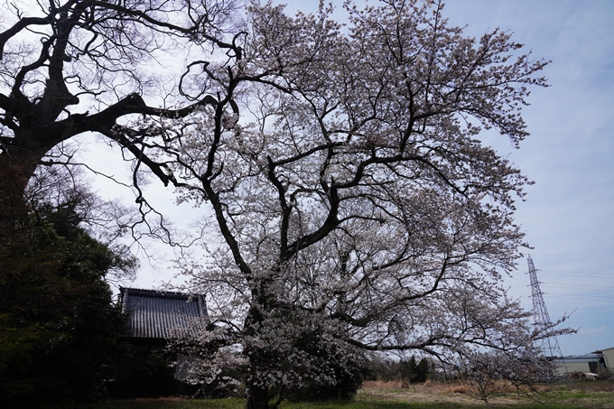 京都_桜情報_2022_28丹波国分寺跡　No7