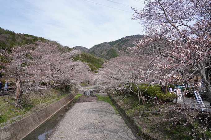 京都_桜情報_2022_29　七谷川　No2