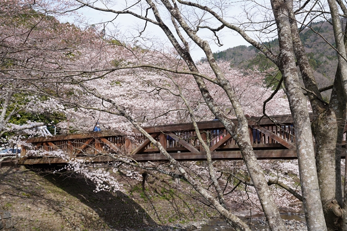 京都_桜情報_2022_29　七谷川　No3