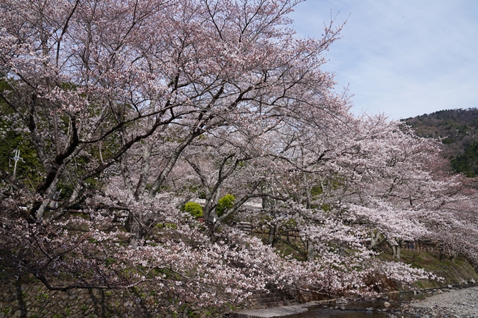 京都_桜情報_2022_29　七谷川　No4