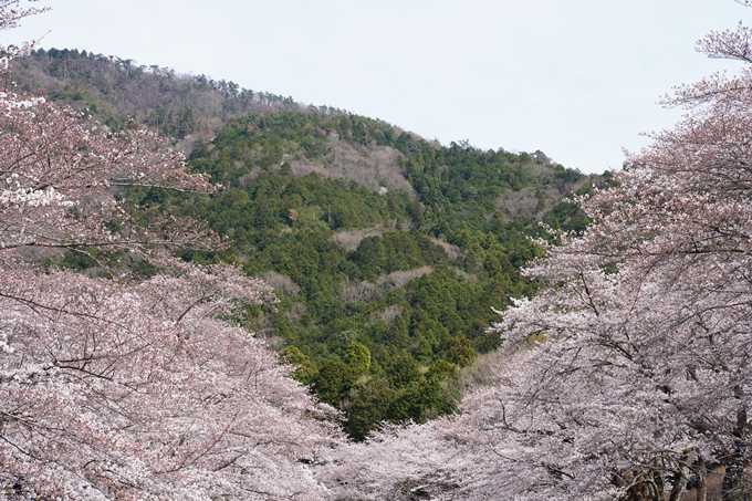 京都_桜情報_2022_29　七谷川　No6