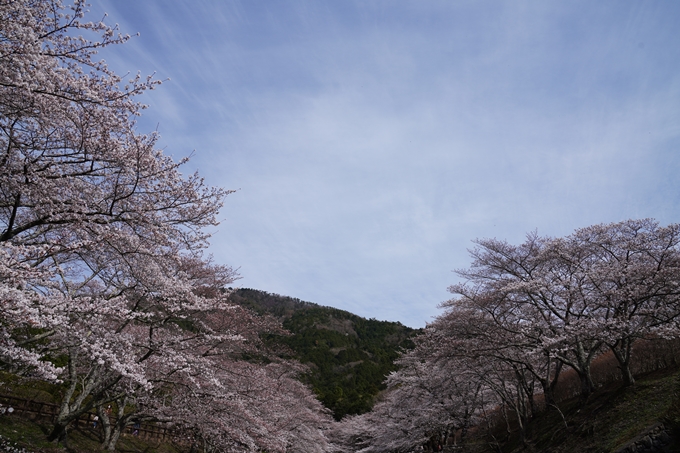 京都_桜情報_2022_29　七谷川　No7