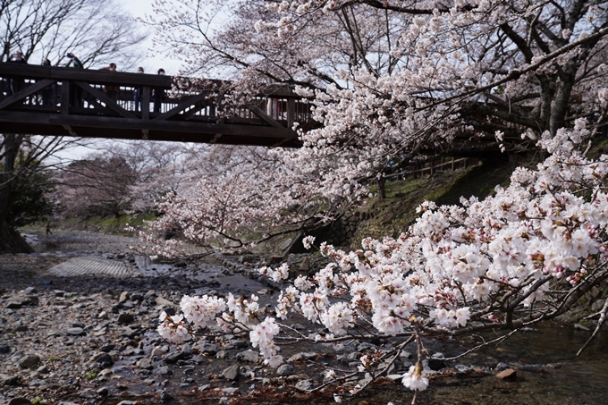 京都_桜情報_2022_29　七谷川　No8