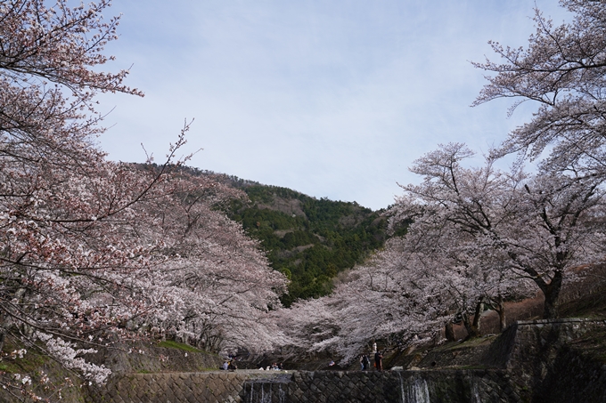 京都_桜情報_2022_29　七谷川　No9