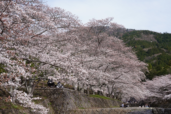 京都_桜情報_2022_29　七谷川　No10