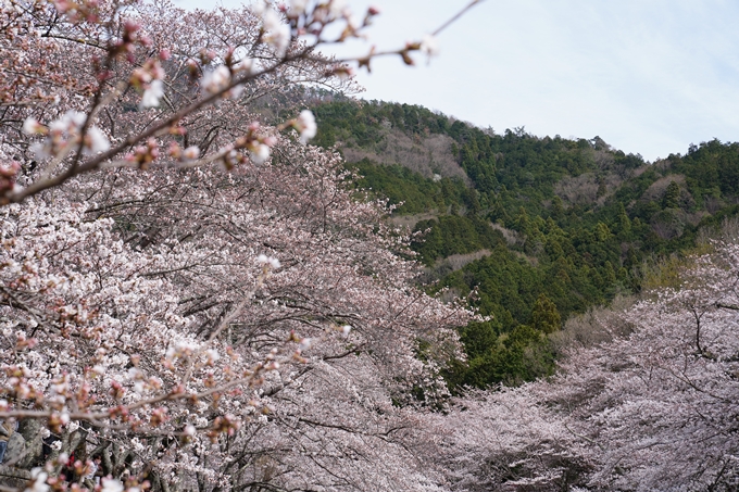 京都_桜情報_2022_29　七谷川　No11