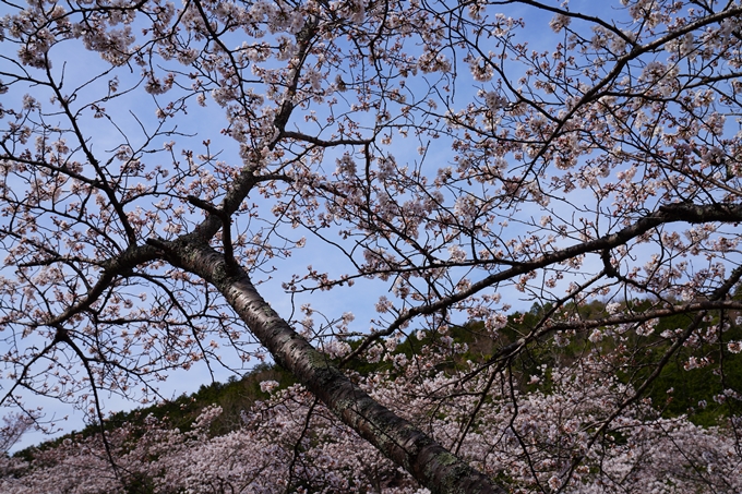 京都_桜情報_2022_29　七谷川　No12