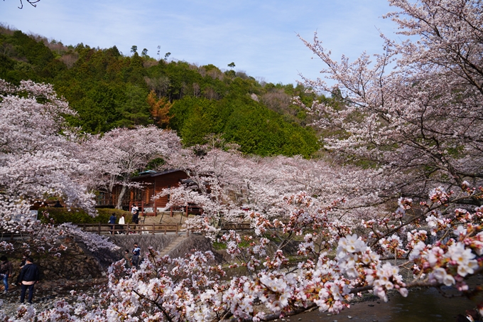 京都_桜情報_2022_29　七谷川　No13