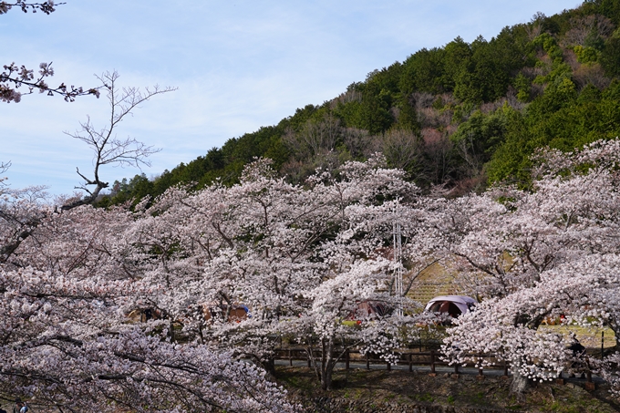 京都_桜情報_2022_29　七谷川　No14