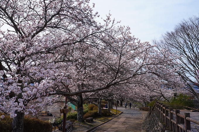 京都_桜情報_2022_29　七谷川　No15