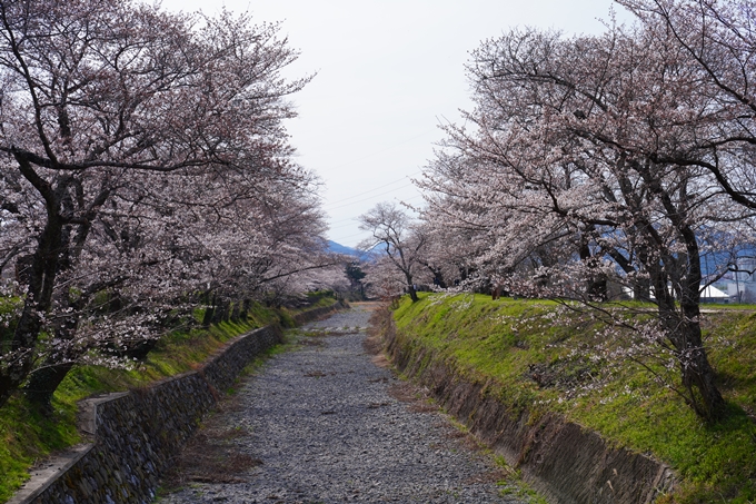 京都_桜情報_2022_29　七谷川　No16