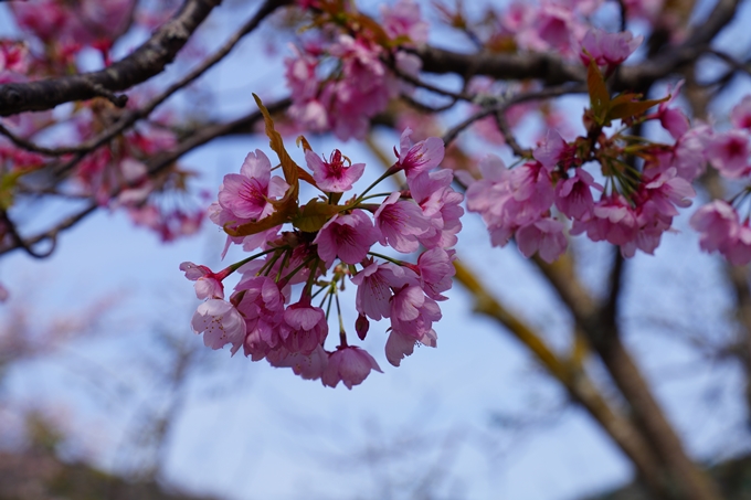 京都_桜情報_2022_29　七谷川　No18