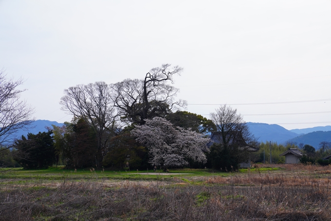 京都_桜情報_2022_28丹波国分寺跡　No2