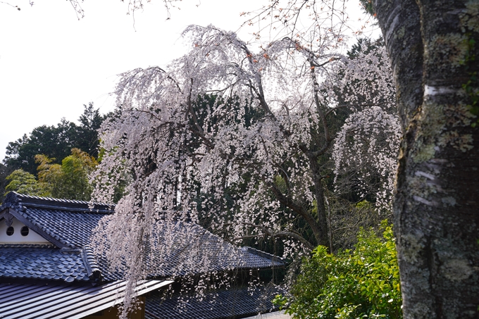 京都_桜情報_2022_30　東光寺　No2