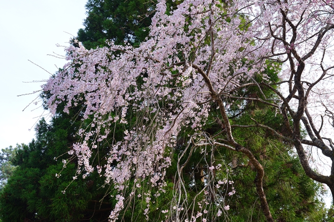 京都_桜情報_2022_30　東光寺　No3