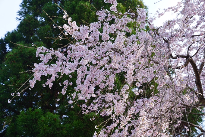 京都_桜情報_2022_30　東光寺　No4