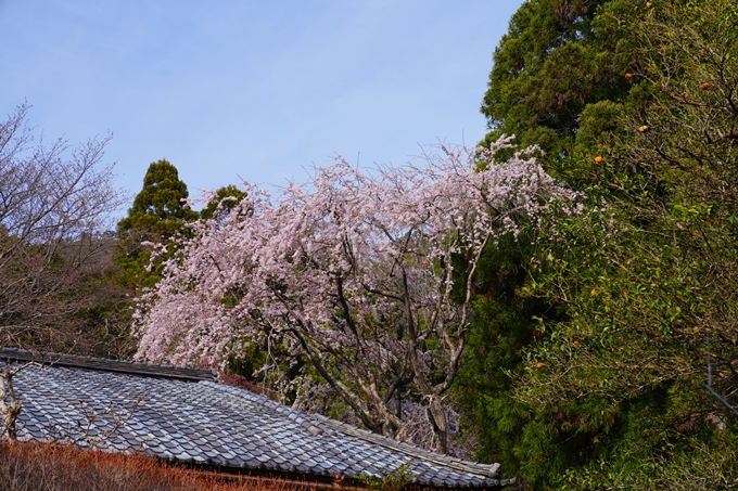 京都_桜情報_2022_30　東光寺　No7