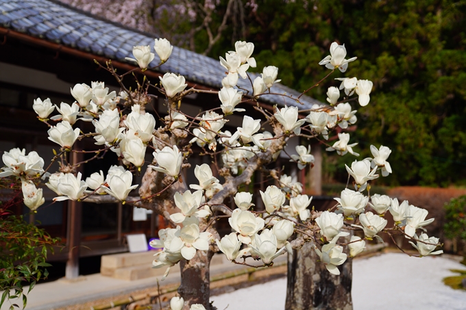 京都_桜情報_2022_30　東光寺　No8