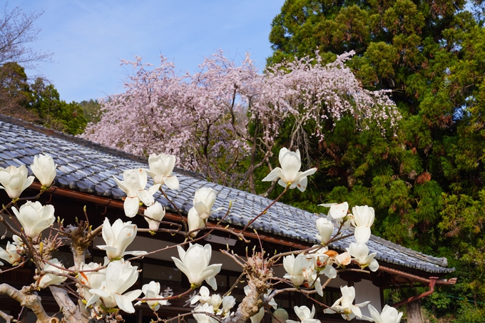 京都_桜情報_2022_30　東光寺　No9