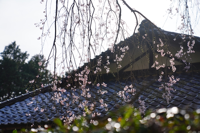 京都_桜情報_2022_30　東光寺　No10