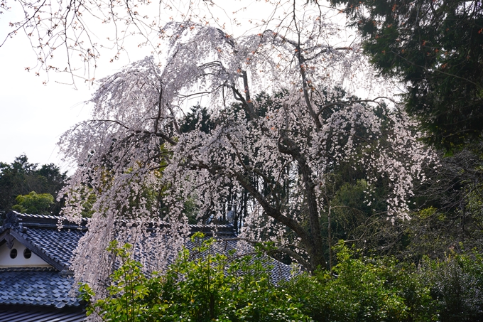 京都_桜情報_2022_30　東光寺　No11