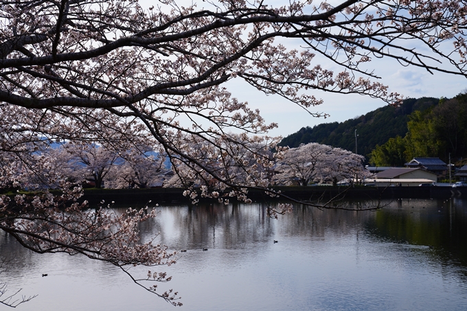 京都_桜情報_2022_31　平ノ沢池　No2