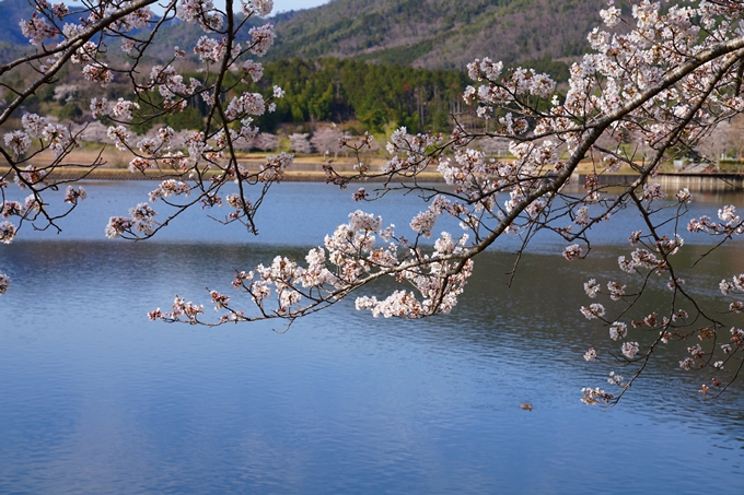 京都_桜情報_2022_31　平ノ沢池　No3