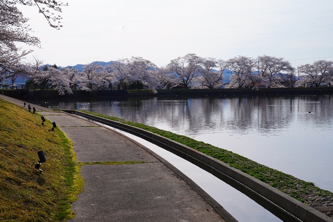 京都_桜情報_2022_31　平ノ沢池　No4